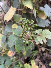 Cissus obliqua