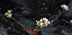 Draba arabisans