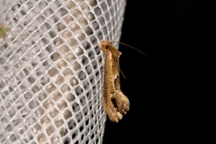 Moerarchis inconcisella