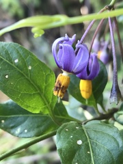 Solanum valdiviense