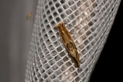 Moerarchis inconcisella