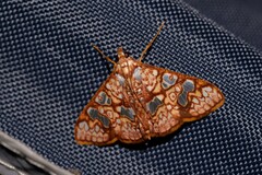 Glyphodes canthusalis