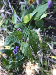 Solanum valdiviense