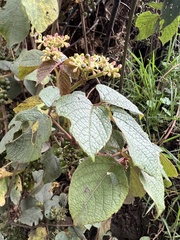 Cissus obliqua