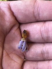 Solanum valdiviense