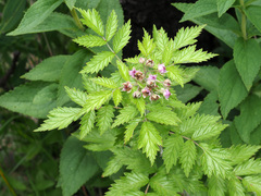 Rubus ludwigii