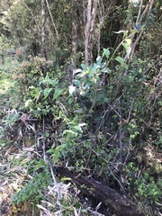 Solanum valdiviense