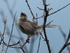 Cisticola fulvicapilla