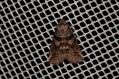 Calathusa hypotherma