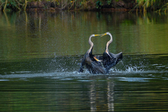 Anhinga melanogaster