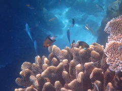 Plectroglyphidodon dickii