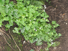 Lobelia vanreenensis
