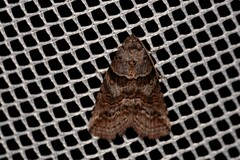 Calathusa hypotherma