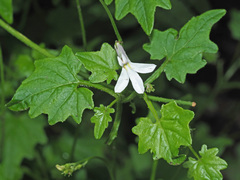 Lobelia vanreenensis