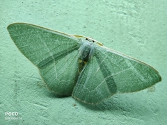 Pelagodes antiquadraria