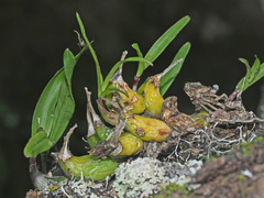 Polystachya ottoniana