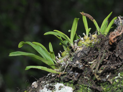 Polystachya ottoniana