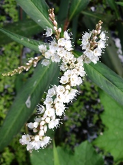 Persicaria japonica
