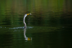 Anhinga melanogaster