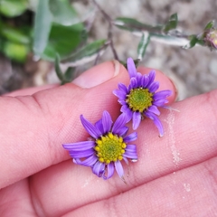 Aster amellus bessarabicus
