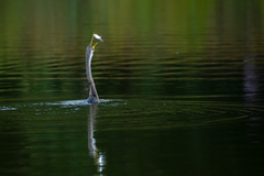 Anhinga melanogaster