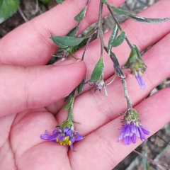 Aster amellus bessarabicus
