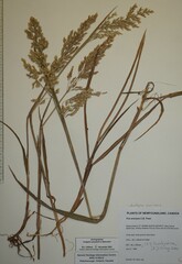 Poa eminens