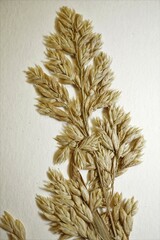 Poa eminens