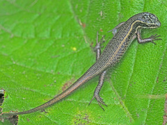 Trachylepis punctatissima