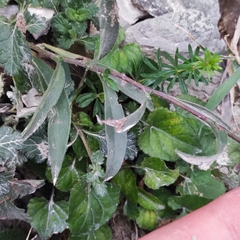 Aster amellus bessarabicus