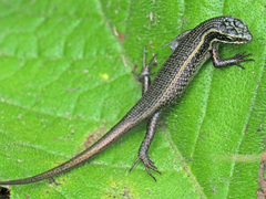 Trachylepis punctatissima