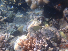 Chaetodon citrinellus