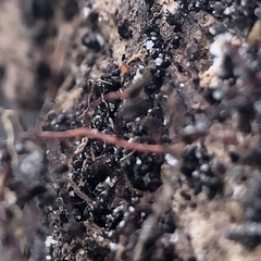 Elegia fenestrata