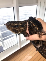 Antrostomus carolinensis