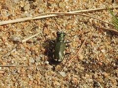 Cicindela scutellaris lecontei