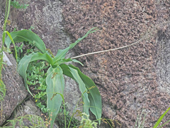 Merwilla plumbea
