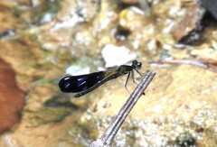 Aristocypha fenestrella