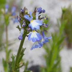 Lobelia comosa
