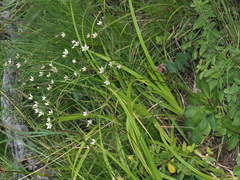 Alepidea natalensis