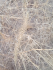 Setaria sphacelata sericea