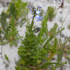 Lobelia comosa