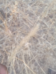 Setaria sphacelata sericea