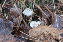 Cystolepiota seminuda