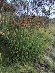 Elegia fenestrata