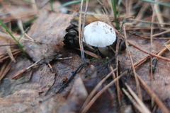 Cystolepiota seminuda