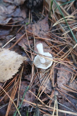 Cystolepiota seminuda