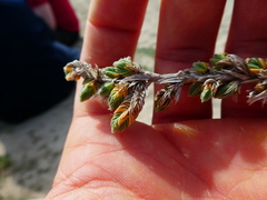 Crucianella maritima