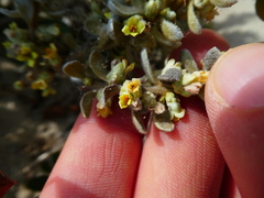 Thymelaea