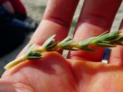 Crucianella maritima
