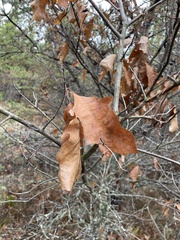 Quercus ellipsoidalis